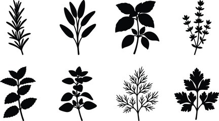 Obraz premium Herb Plant Silhouette Collection with Botanical Leaf Sprigs and Garden Foliage Set