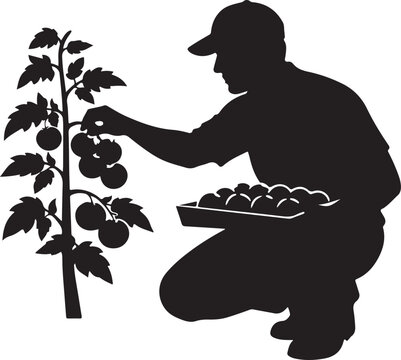 Man picking tomatoes from plant with tray of produce person silhouette vector 