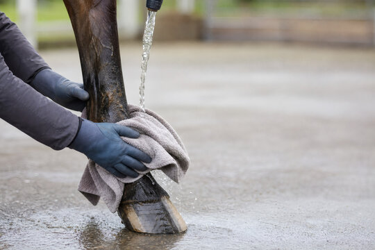 Cleaning and drying muddy horse pastern after turnout