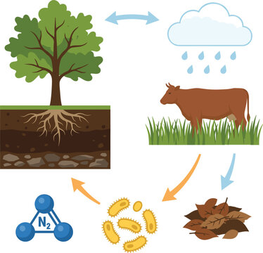 Biogeochemical Nitrogen Cycle Infographic Vector Element Set Featuring Tree Roots Soil Bacteria Cow Rain and Chemical Molecule for School Biology Science Education