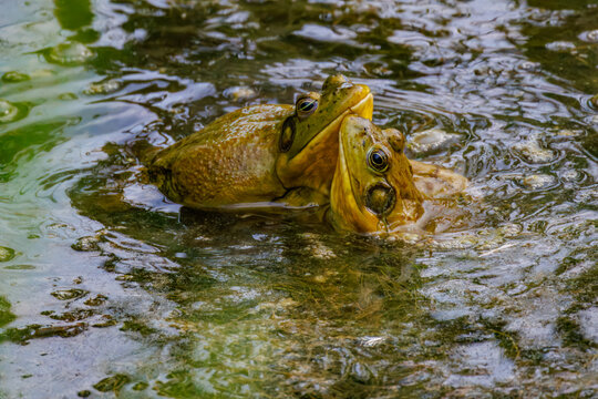American bullfrog engage in a mating ritual in wetlands of Fred Baca Park in Toas, New Mexico.