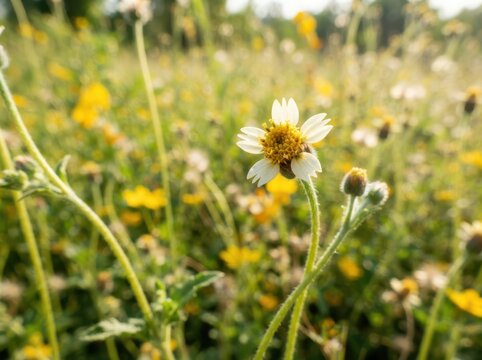 Closeup of a small white and yellow wildflower in a sunlit meadow, capturing the beauty of nature in spring