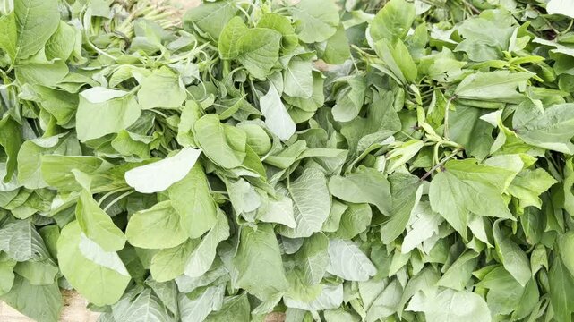 Close-up Full HD footage of fresh leafy green vegetables piled at a local market, showing raw spinach or amaranth leaves with texture for healthy cooking, grocery, harvest and vegan food background.