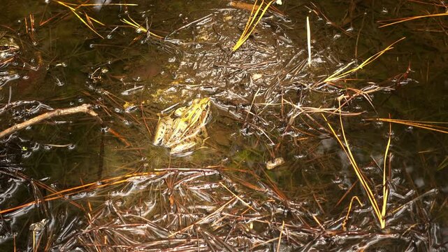 Southern Leopard Frog sits in a puddle on the edge of a pond.