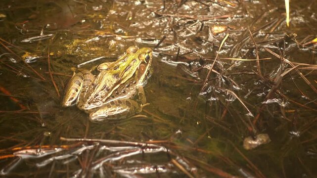 Southern Leopard Frog sits in water. A tiny tadpole swims past.