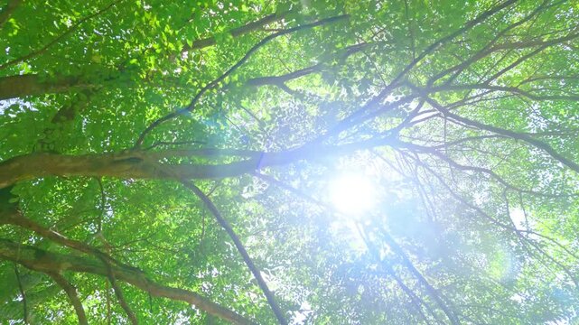 Walking beneath sunlit forest canopy while looking up at green trees