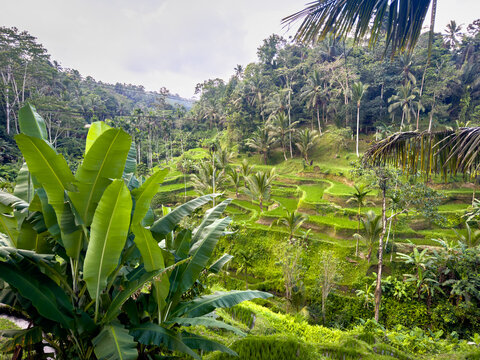 Valley view of green rice terraces framed by tall coconut palms and dense tropical forest, Tegallalang, Ubud, Bali, Indonesia