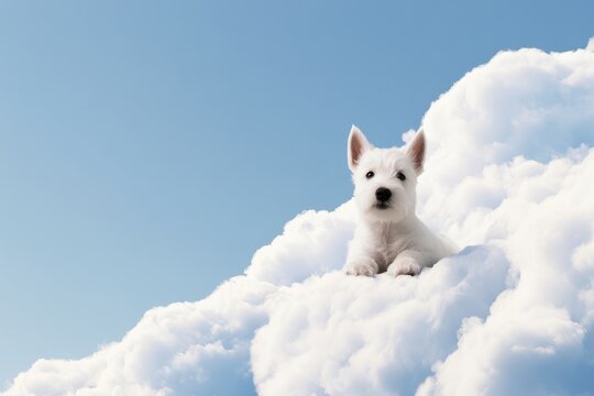Cute white puppy lying on fluffy white cloud in blue sky dog animal pet