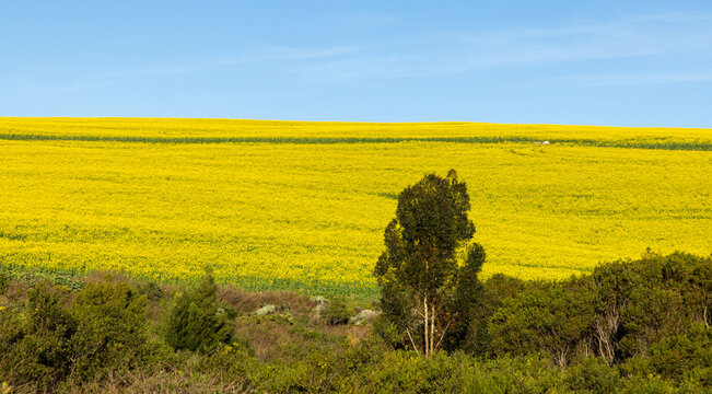 brilliant yellow canola field at sunset, Stanford, South Africa