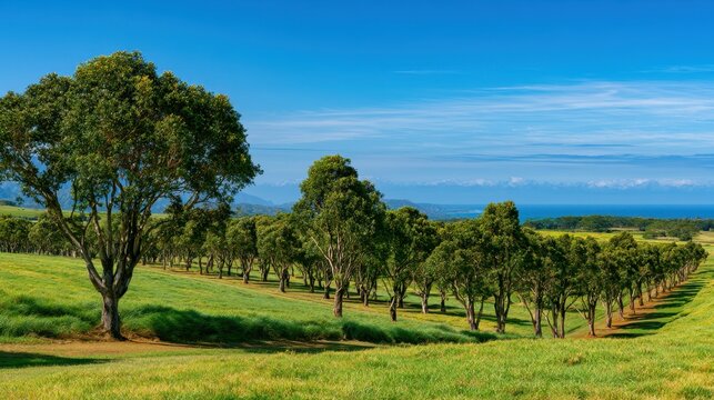 Koa trees line a lush green farmland on Kauai, Hawaii