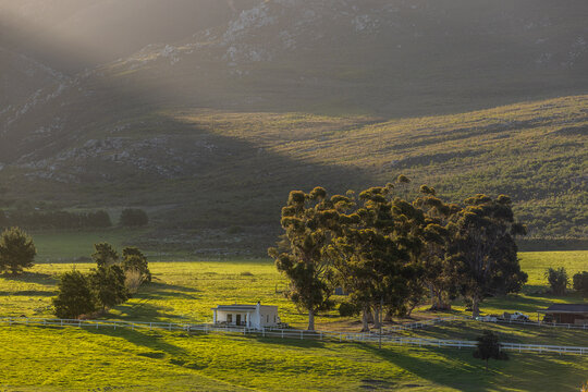 cattle grazing in meadow at sunset, Stanford, South Africa