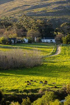 cattle grazing in meadow at sunset, Stanford, South Africa