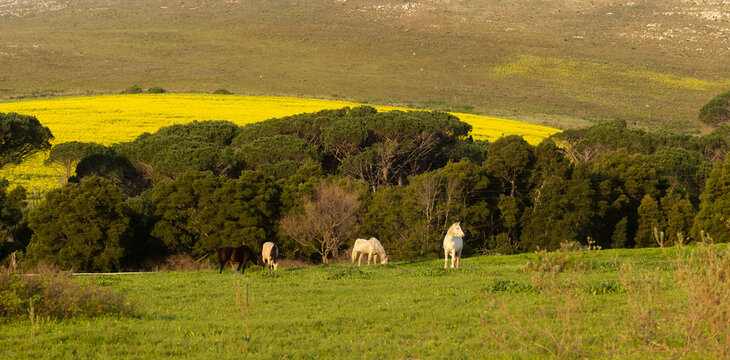 horses in field, canola field in background, Stanford, South Africa at sunset