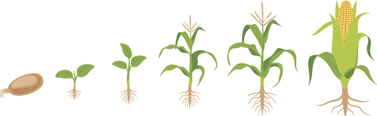 Fototapeta premium Corn plant growth stages vector illustration, maize growing from seed to mature cob with roots
