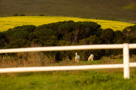 horses in field, canola field in background, Stanford, South Africa at sunset