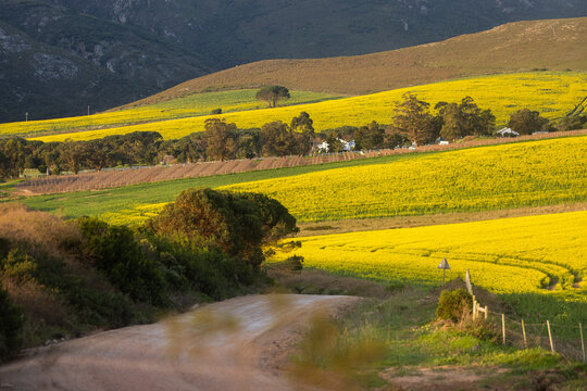  country road overlooking beautiful fields of canola , Stanford, South Africa