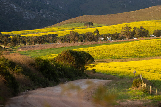  country road overlooking beautiful fields of canola , Stanford, South Africa