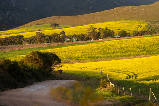  country road overlooking beautiful fields of canola , Stanford, South Africa