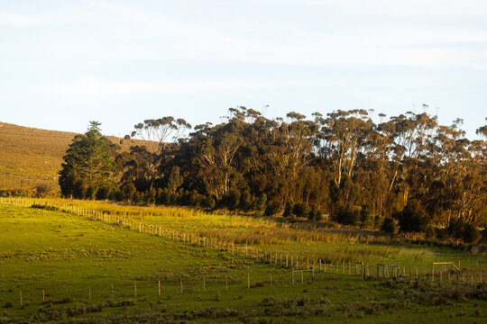 field of canola and fence at sunset, Stanford, South Africa