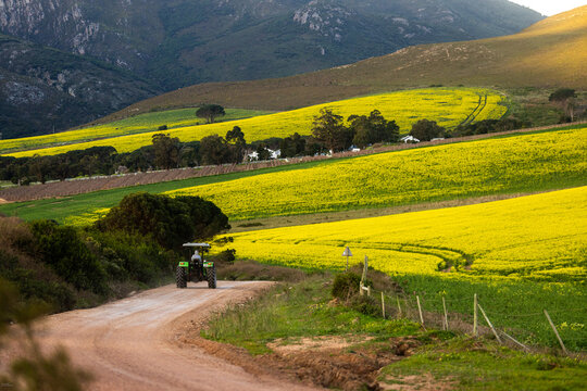 tractor on country road overlooking beautiful fields of canola , Stanford, South Africa