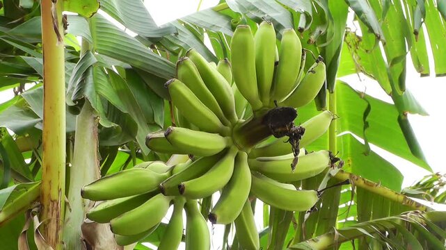  Banana Plant