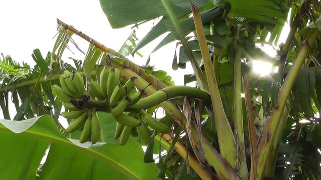  Banana Plant
