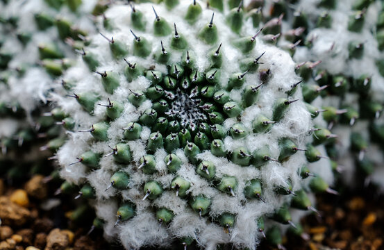A fun succulent White Star shot clearly from above