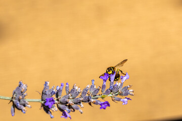 Yellowjacket wasp collecting nectar on lavender flowers with golden background and copy space © Alexandre Cuesta