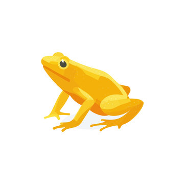 Golden Frog Vector Icon