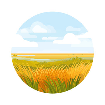 Golden Grass Field Under a Blue Sky
