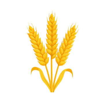 Golden Wheat Ears Icon Isolated