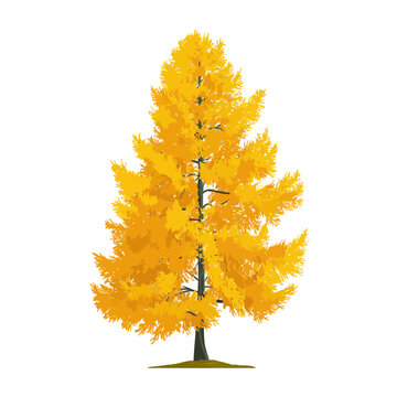 Golden Larch Tree in Autumn Colors