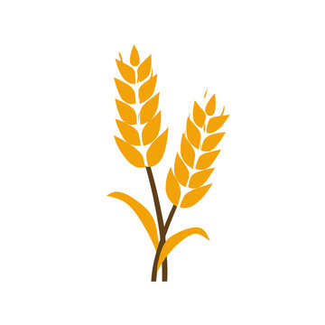 Golden Wheat Ears Isolated on Transparent Background