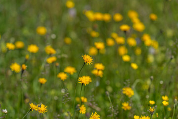 Obraz premium Field of small yellow wildflowers in green meadow
