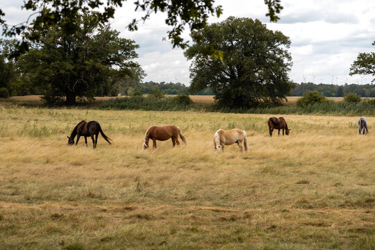 Horses Grazing in a Meadow Under Cloudy Summer Sky
