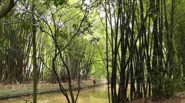 Bamboo Forest in Sichuan China