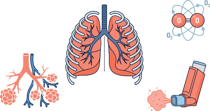 Human Lungs Respiratory System Anatomy Vector Set Featuring Bronchioles Alveoli Oxygen Molecule and Asthma Inhaler for Medical Educational and Healthcare Designs