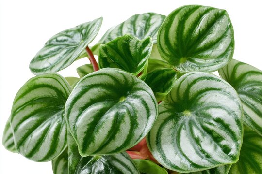 Macro style photograph of Watermelon peperomia foliage on white background