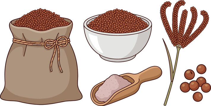 Finger millet grain vector illustration set featuring organic red ragi seeds in burlap sack bowl wooden scoop with flour and plant spikelet
