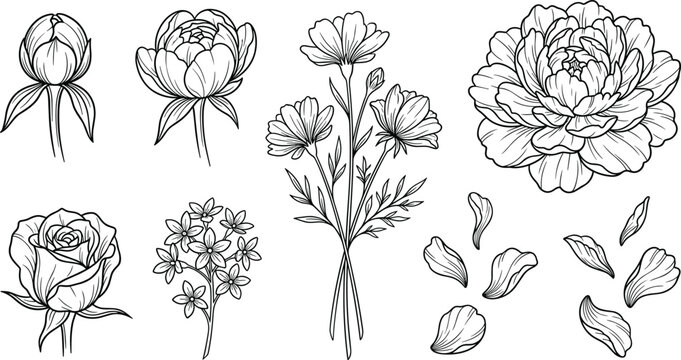 Hand Drawn Floral Line Art Vector Set Featuring Peony Rose Cosmos Buds and Scattering Petals for Wedding Invitation and Elegant Designs