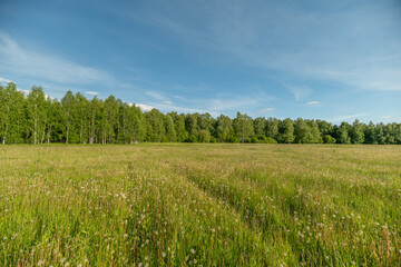Fototapeta premium Wildflower meadow with distant birch tree line under blue sky
