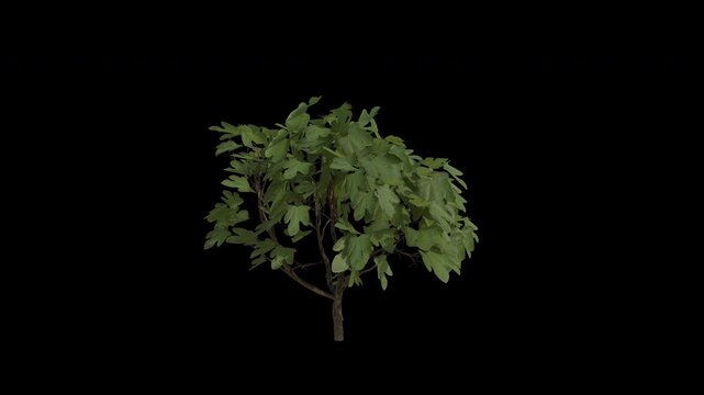 Edible Fig Plant Swaying in Wind Loop Animation with Alpha Channel. Wind Blows The Shrub Plant Ficus Carica. Common Fig Plant Leaves Swaying. Animated Hedge Branches Moving in Breeze. Transparent BG. 