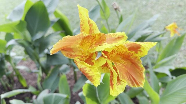 Close-up 4K footage of a yellow and orange canna lily flower blooming among lush green leaves, with soft daylight and shallow focus, creating a peaceful tropical garden and botanical nature scene.
