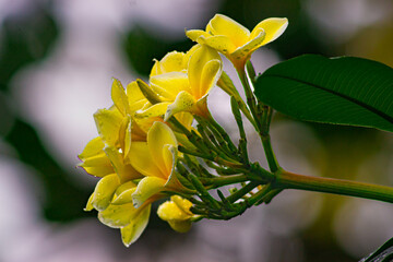 Obraz premium yellow flowers