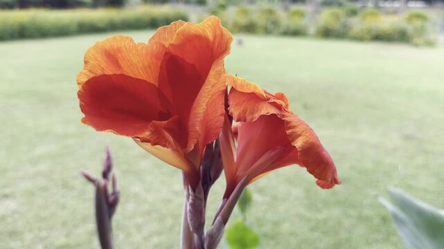 Close-up 4K footage of bright orange red canna lily flowers blooming in a sunny garden, with soft blurred green lawn background, natural daylight and vibrant tropical botanical nature atmosphere.
