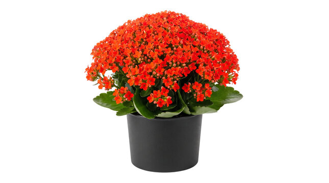 Vibrant red Kalanchoe plant in black pot, blooming flaming katy houseplant on white background, decorative indoor succulent with bright flowers