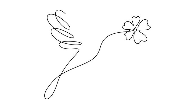 Continuous line drawing of a hummingbird with flower animation vector. Animated continuous line drawing of a hummingbird and flower for nature concepts.
