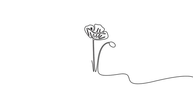 Continuous line drawing of blooming flower animation vector for nature concepts. Animated continuous line drawing of a blossoming flower for botanical and nature concepts.