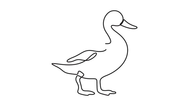 Continuous line drawing of a duck animation vector for nature concepts. Animated continuous line drawing of a cute duck for wildlife and nature concepts.