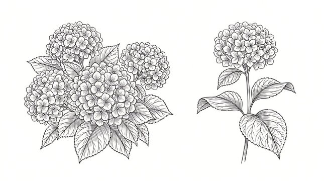 Black and white hand drawn botanical line art illustration of blooming hydrangea flowers